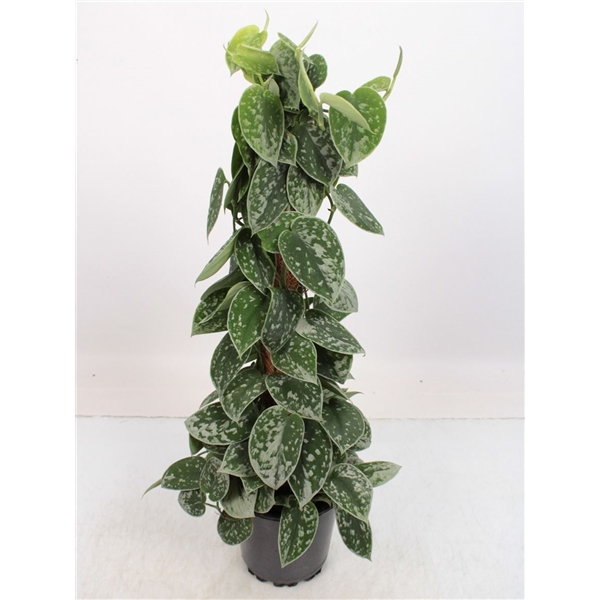 Scindapsus Pictus Silvery Ann 17Ø 60cm