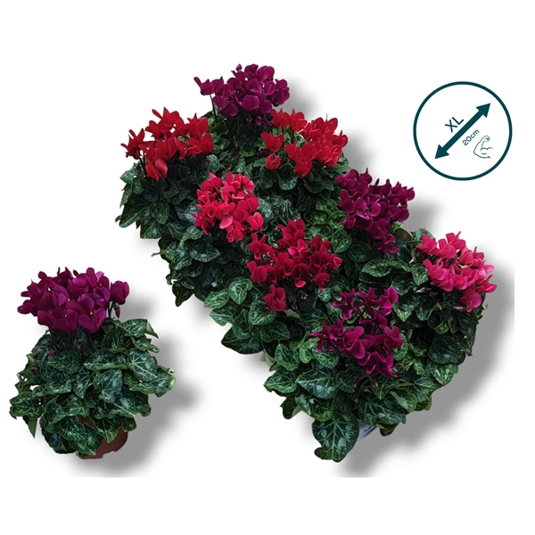 Cyclamen SS Compact dark mix 10,5Ø 22cm