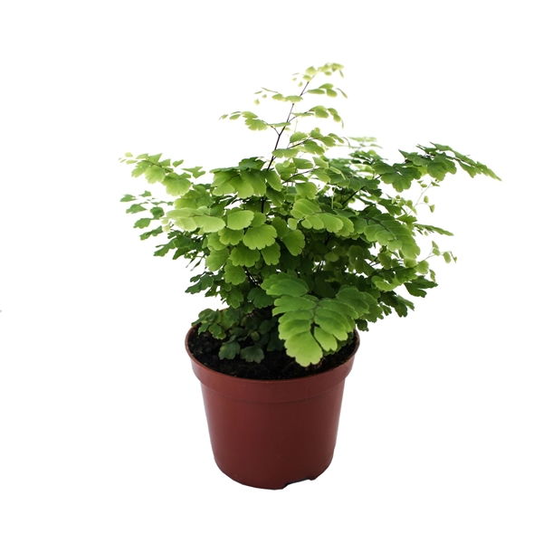 Adiantum raddianum Fritz-Luthi 8,5Ø 20cm