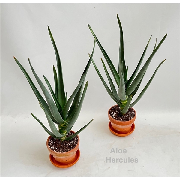 Aloe Hercules (Cites) 13Ø 50cm