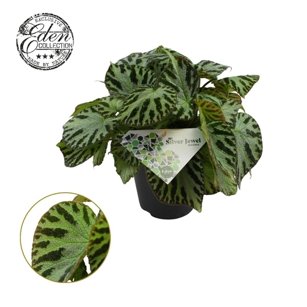 Begonia leaf Silver Jewell 15Ø 30cm