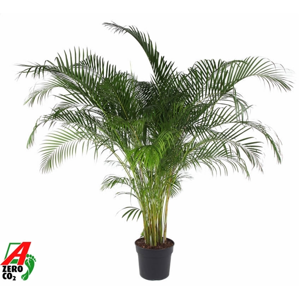 Dypsis lutescens 40Ø 200cm 20pp