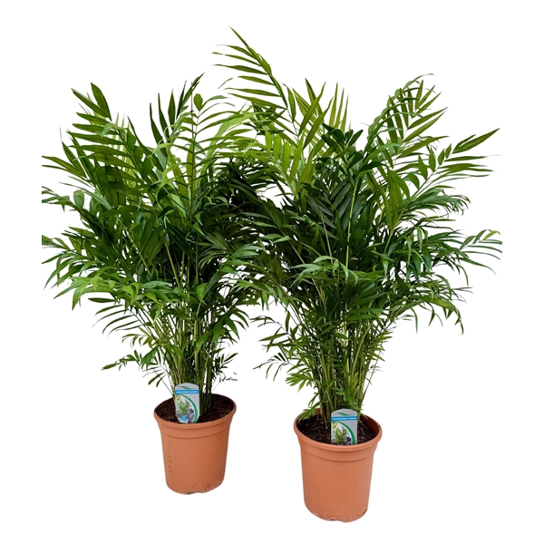 Chamaedorea elegans 20Ø 90cm
