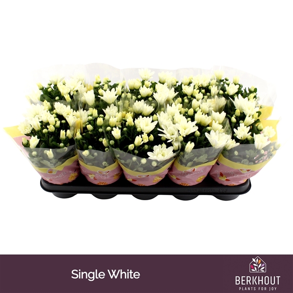 Chrysanthemum Indicum Berlise 12Ø 26cm 3pp