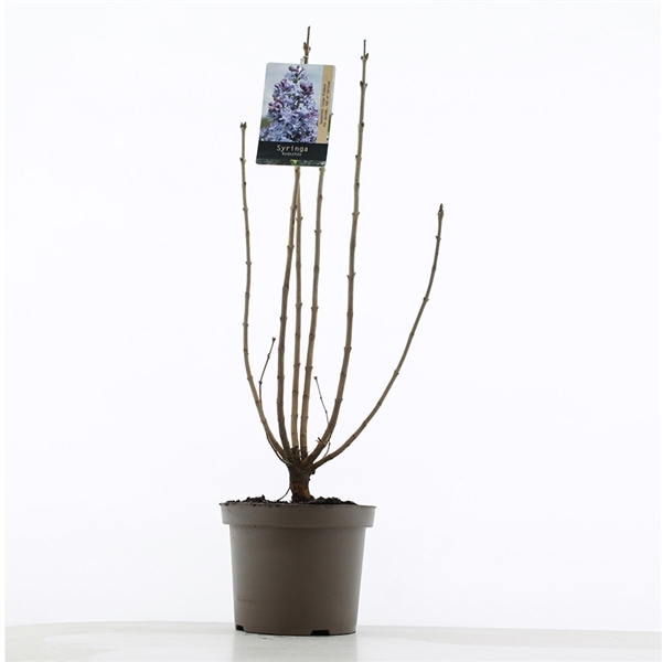 Syringa vulg. Nadezhda 26Ø 75cm