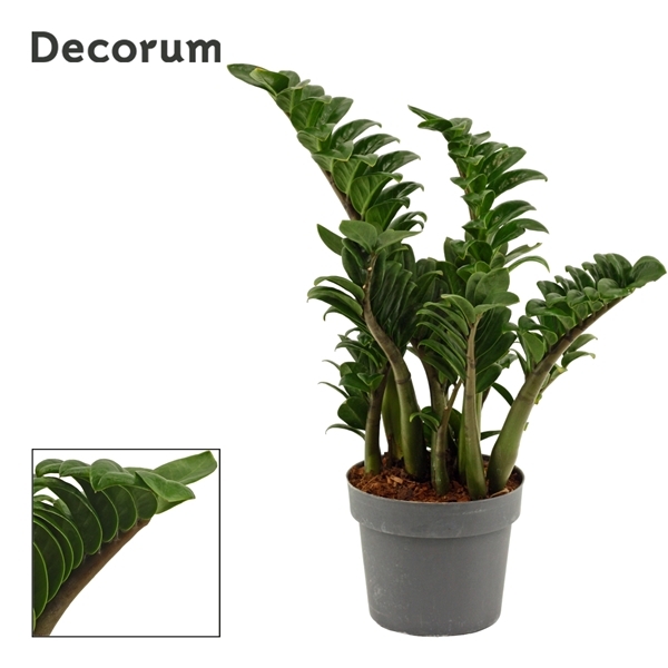 Zamioculcas zamiifolia Zenzi 17Ø 55cm 4st