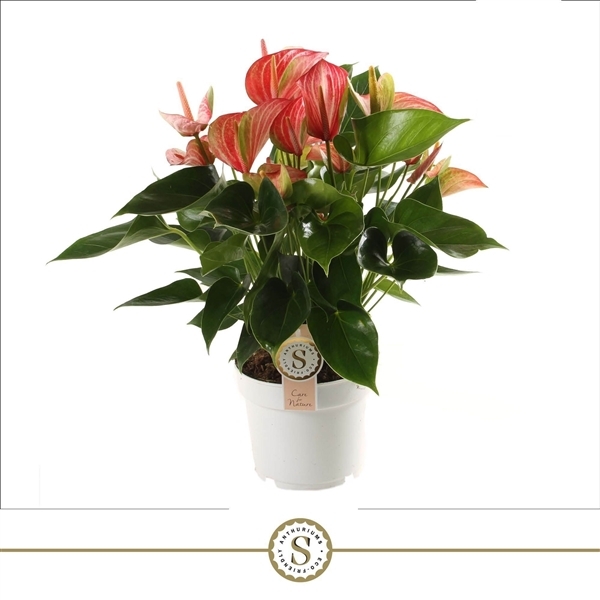 Anthurium Andreanum Livium Red 17Ø 55cm 7fl