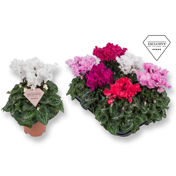 Cyclamen SS Merengue mix 10,5Ø 25cm