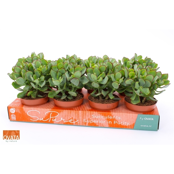 Crassula arborescens Curly Green 12Ø 20cm