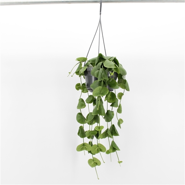 Dischidia platyphylla 14Ø 30cm