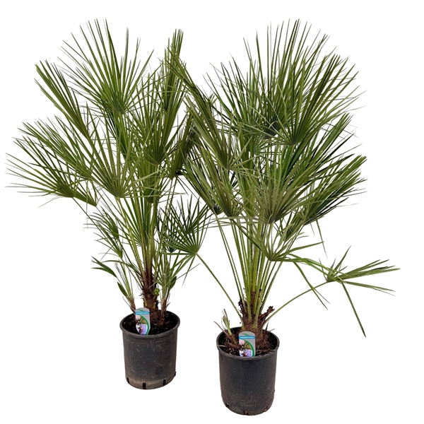 Chamaerops Humilis 24Ø 120cm