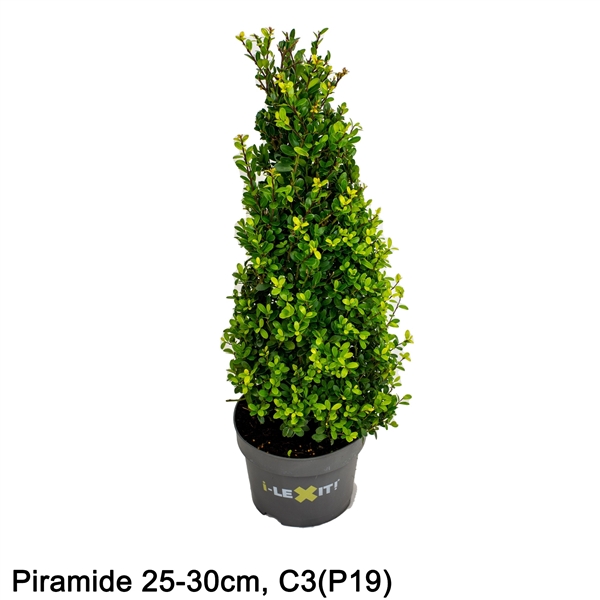 Ilex crenata Dark Green piramide 19Ø 55cm