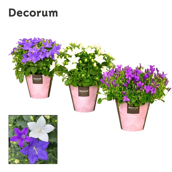 Campanula mixed 11Ø 17cm