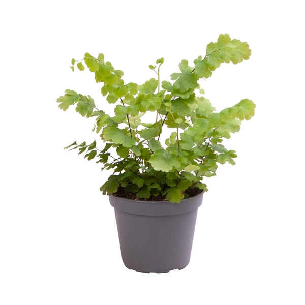 Adiantum raddianum Fritz-Luthi 6Ø 15cm