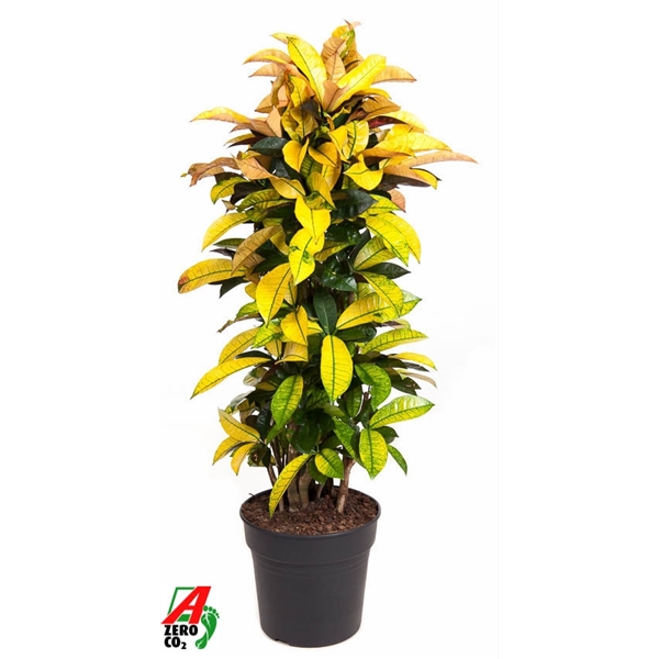 Codiaeum variegatum Mrs Iceton Branched 31Ø 150cm 1pp