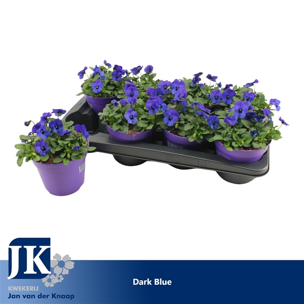Viola cornuta Callisto F1 Blue with Blotc 14Ø 12cm
