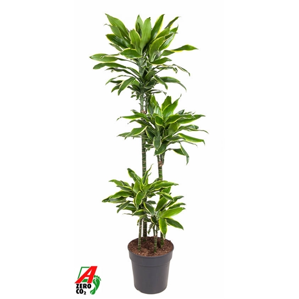 Dracaena frag Golden Coast 90-60-30-15 27Ø 140cm 4pp