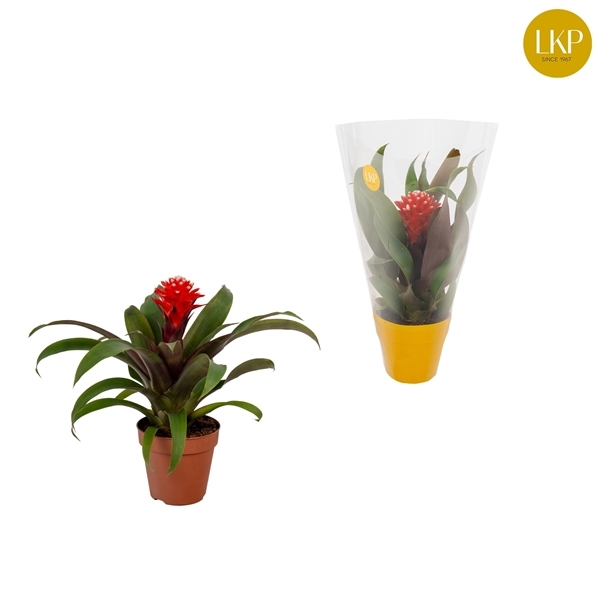 Guzmania Priscilla 10,5Ø 30cm