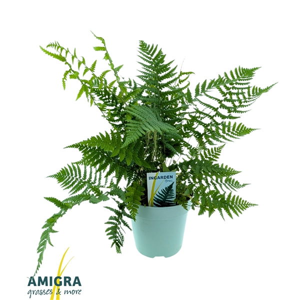 Dryopteris affinis 17Ø 40cm