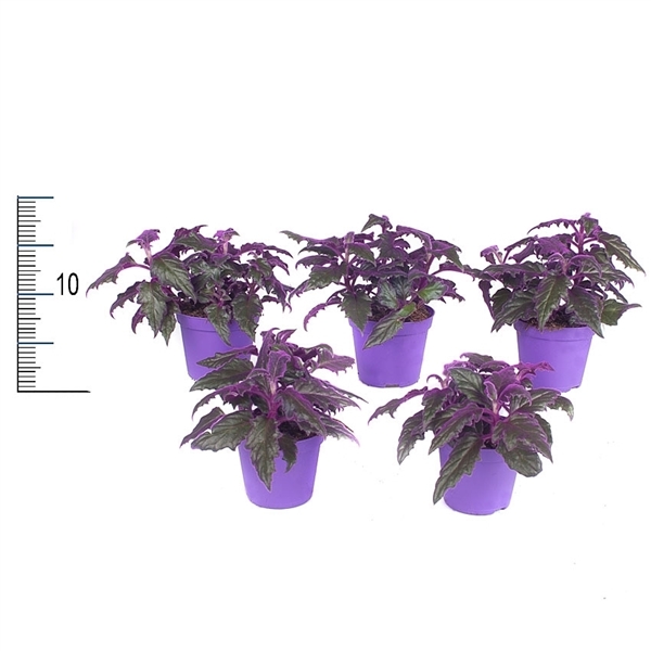 Gynura 7Ø 7cm