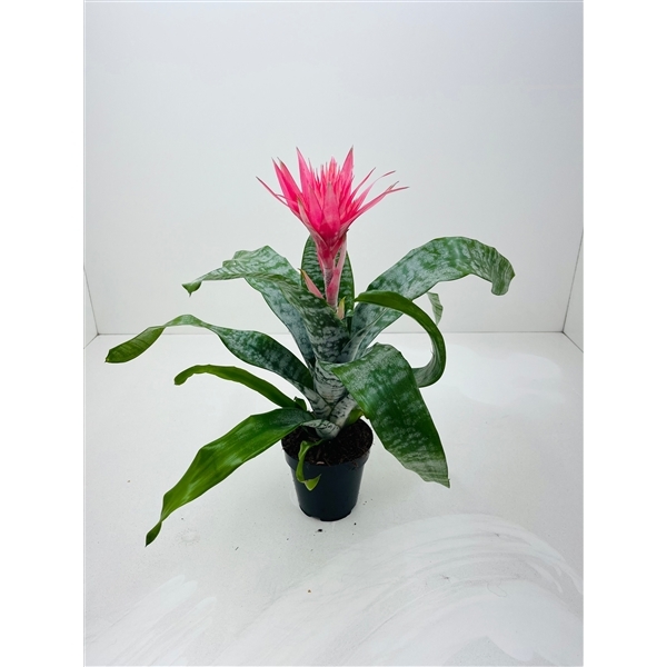 Aechmea Fasciata Primera 12Ø 40cm