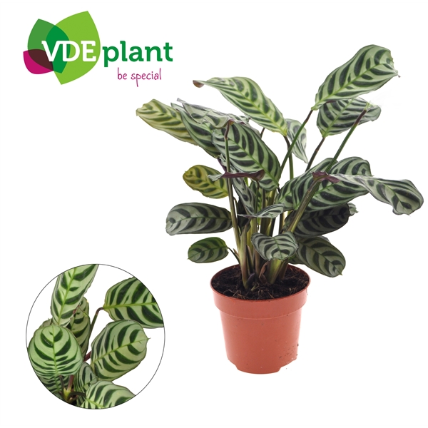 Ctenanthe Burle-marxii 12Ø 25cm
