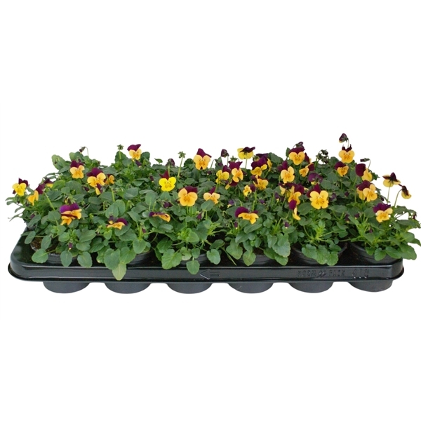 Viola cornuta orange + purple 9Ø 12cm