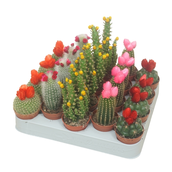 Cactus dryflowers mix 5,5Ø 8cm