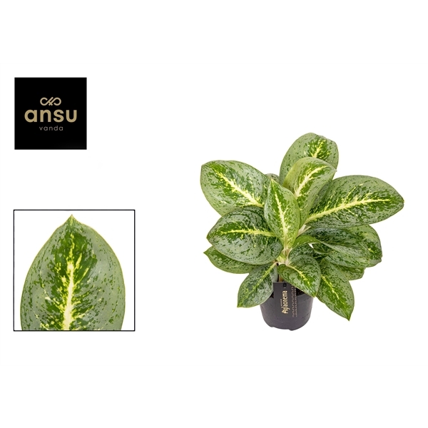 Aglaonema Lemon Mint 12Ø 40cm 1pp
