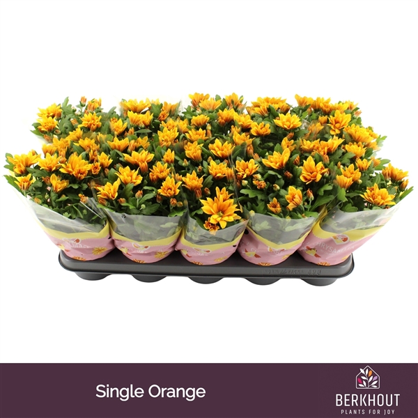 Chrysanthemum Indicum Heat 12Ø 26cm 3pp