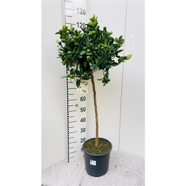 Citrofortunella Calamondin on stem 25Ø 110cm