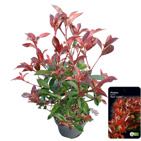 Photinia fra. Red Light 23Ø 60cm