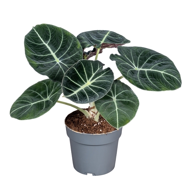Alocasia Black Velvet 14Ø 35cm 1pp
