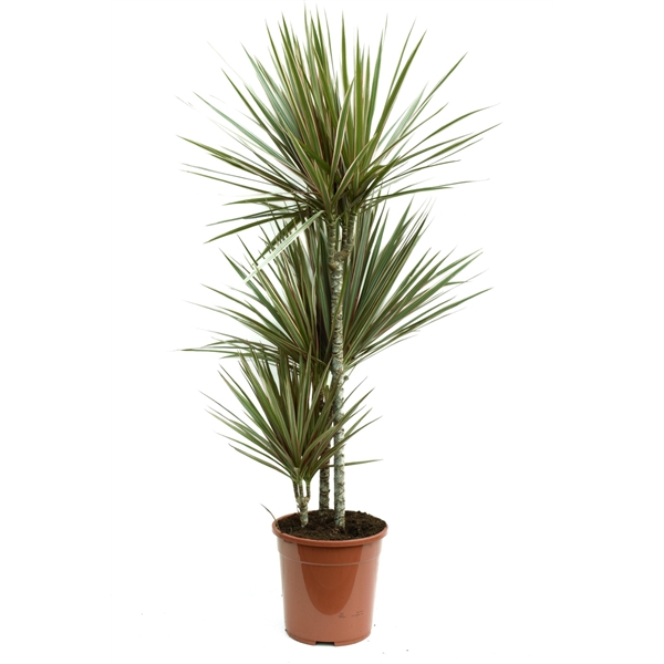 Dracaena marginata Bicolor 24Ø 120cm 3pp