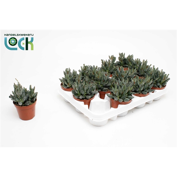Adromischus cooperii 8,5Ø 15cm