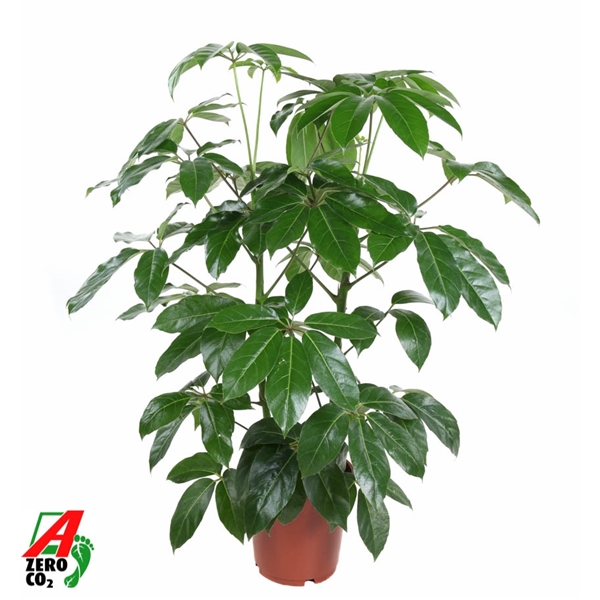 Schefflera actinophylla Amate 24Ø 100cm
