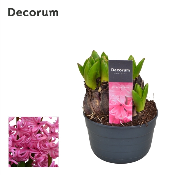 Hyacinthus MF pink 10,5Ø 15cm 1pp