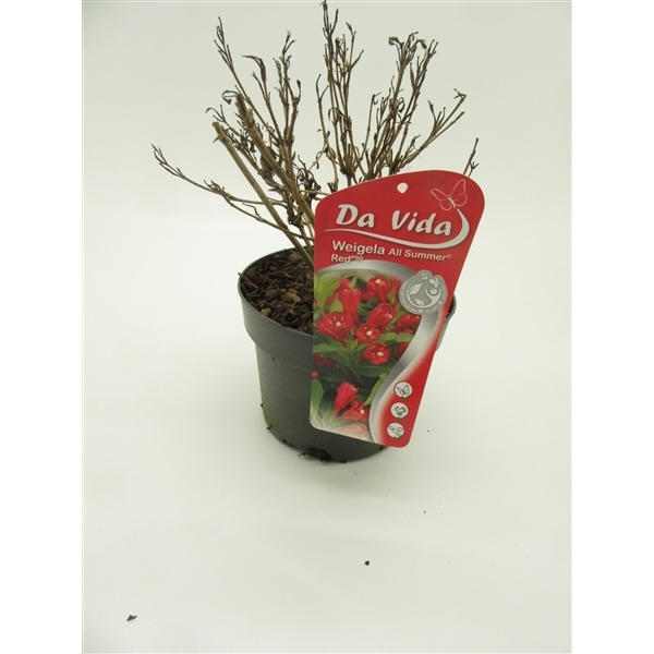 Weigela All Summer Red 19Ø 35cm