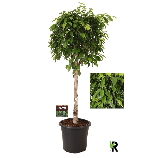 Ficus Columnar Dikke Stem 32Ø 140cm 1pp