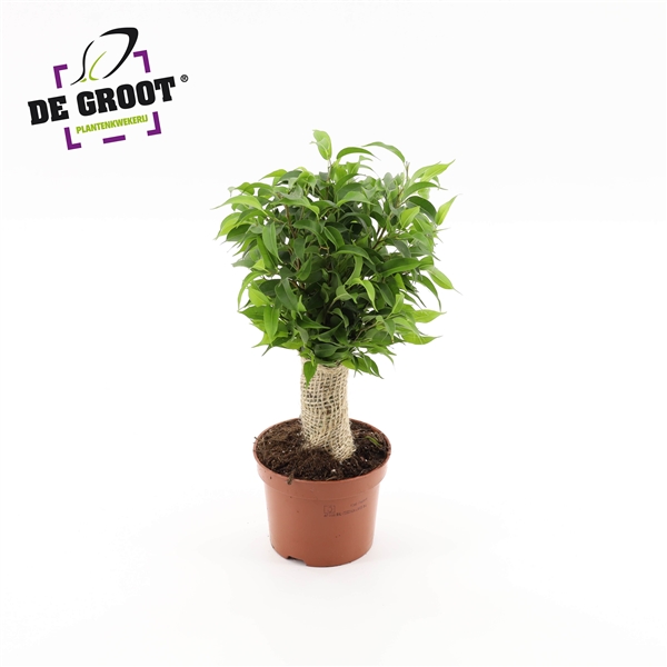Ficus benjamina Natasja Jutte 12Ø 35cm 3pp