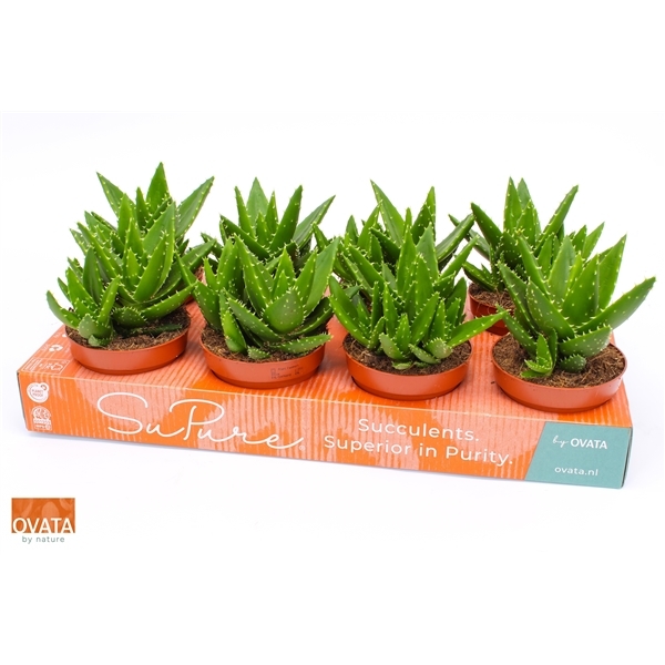 Aloe Perfoliata (Cites) 12Ø 15cm