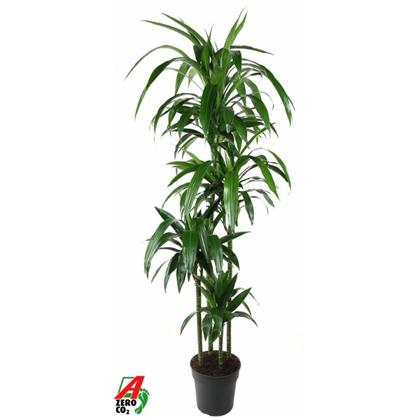 Dracaena frag Janet Craig 120-90-60-30 27Ø 180cm 4pp