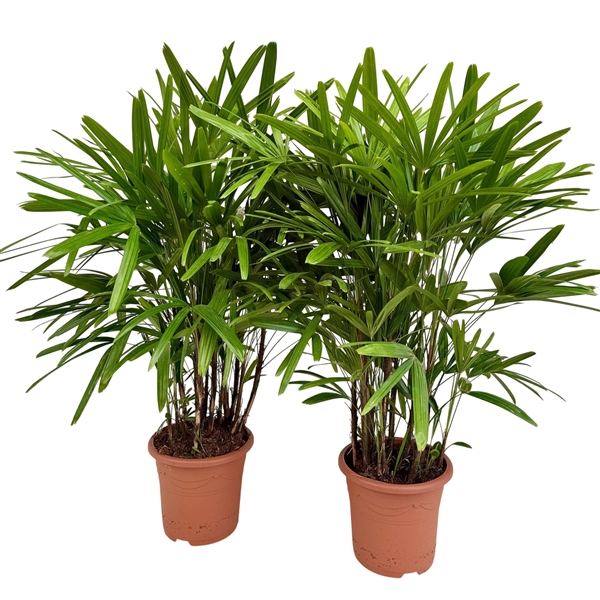 Rhapis excelsa 27Ø 125cm