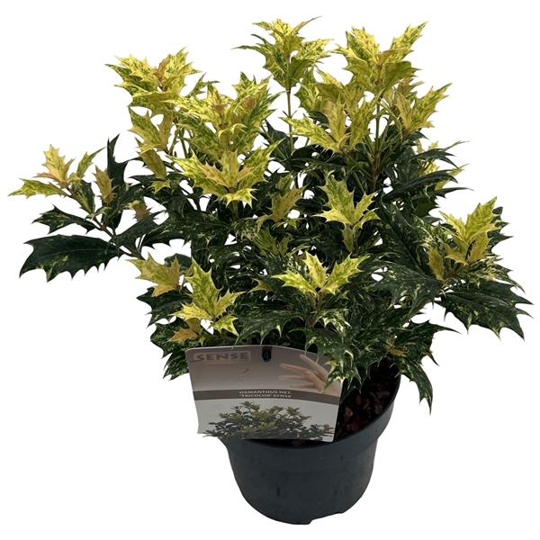 Osmanthus heterophyllus Tricolor 17Ø 30cm