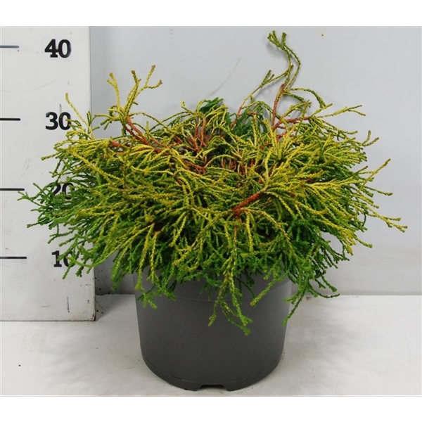 Chamaecyparis obt. Gitte 26Ø 35cm