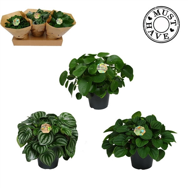 Peperomia mix trolley 17Ø 30cm