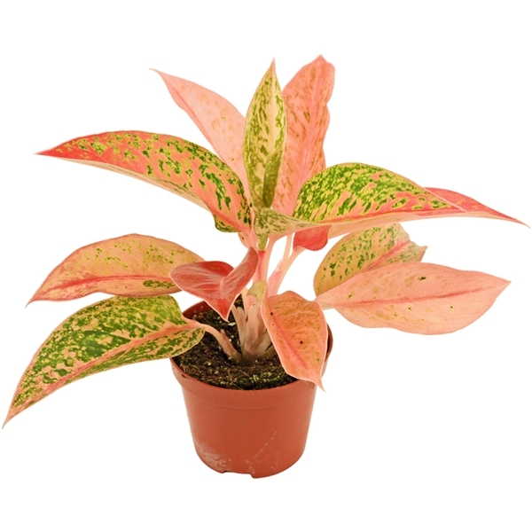 Aglaonema Prestige 9Ø 20cm 1pp