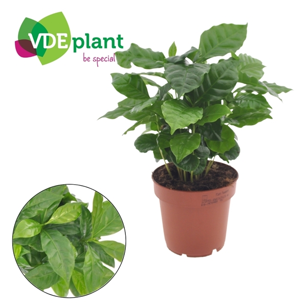 Coffea Arabica 12Ø 25cm