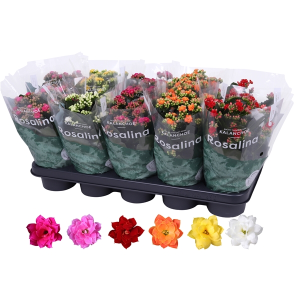 Kalanchoe blossfeldiana Rosalina Don mix 12Ø 27cm