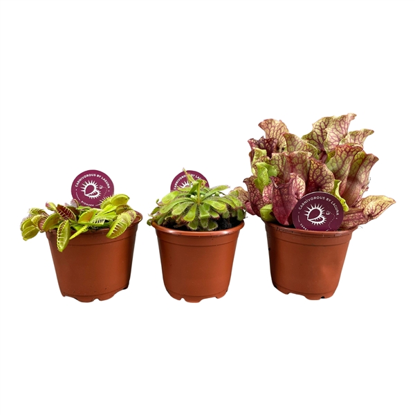 Carnivore plants mix 8,5Ø 18cm